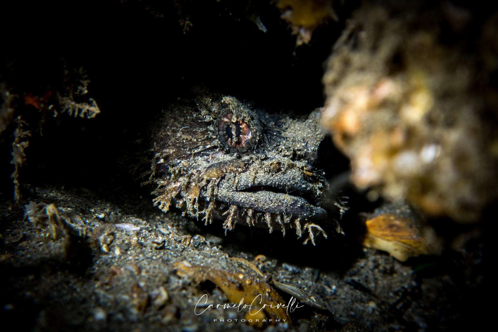 Sculptured Frogfish, Halophryne queenslandiae