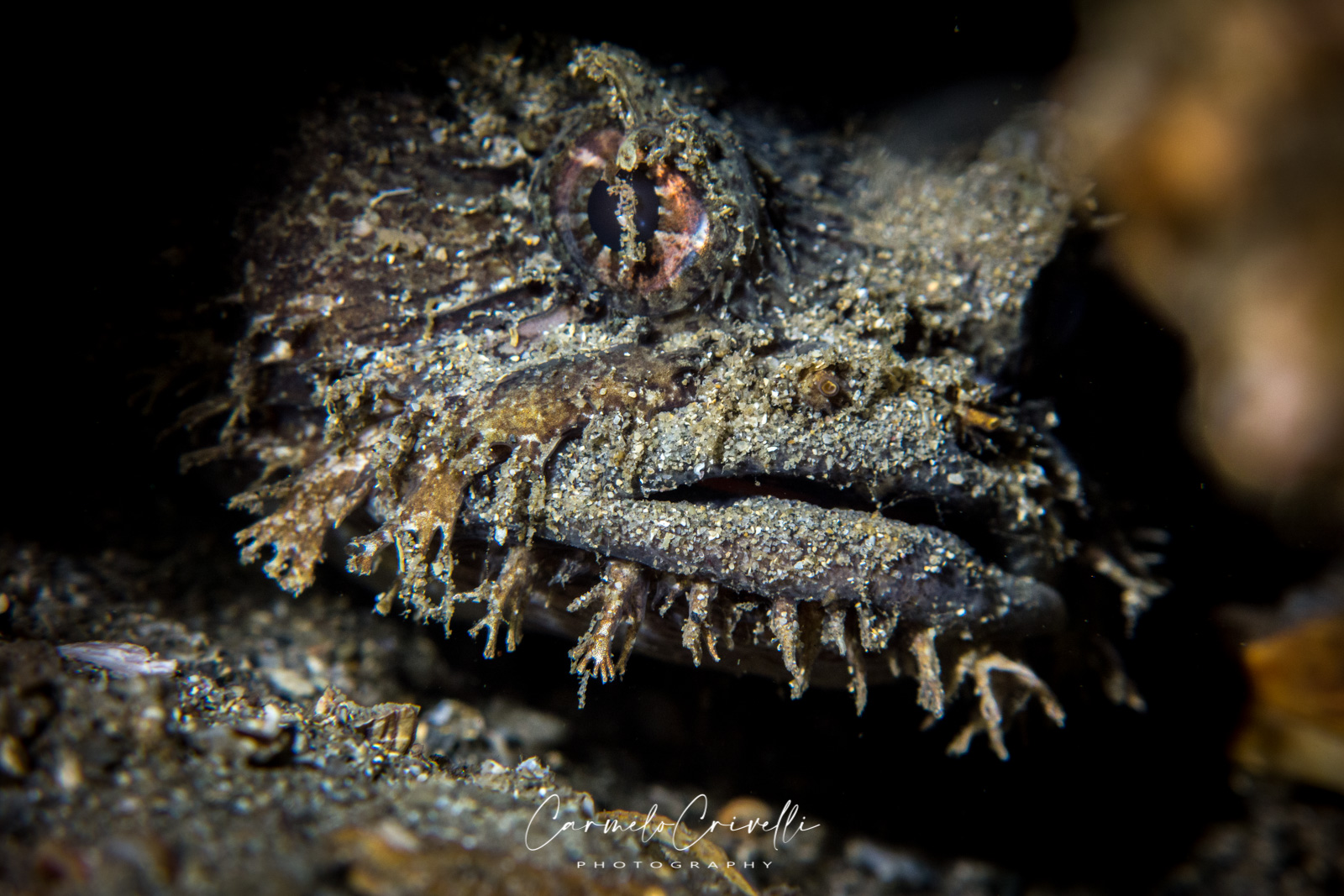 Sculptured Frogfish, Halophryne queenslandiae